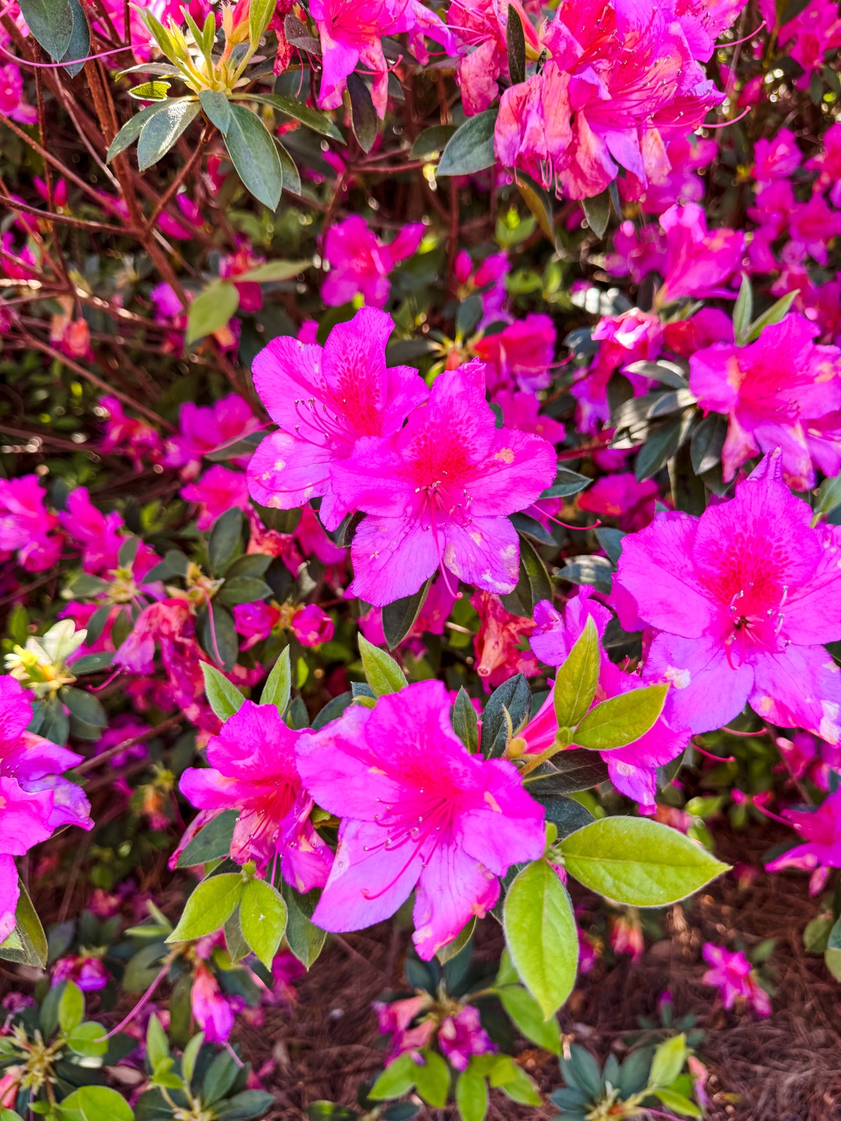NC Azalea Festival Airlie Gardens Wilmington